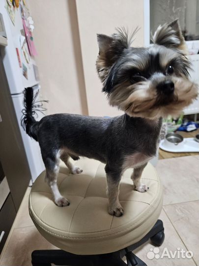 Йоркширский терьер вязка мальчик