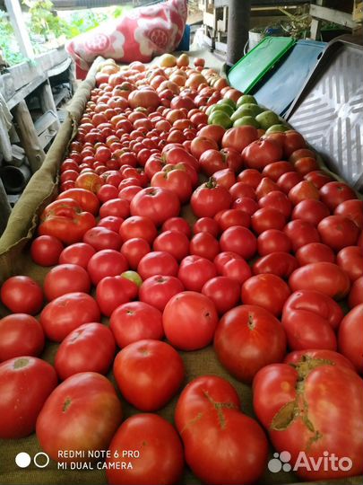 Семена помидоры Сызранской Розовой крупной