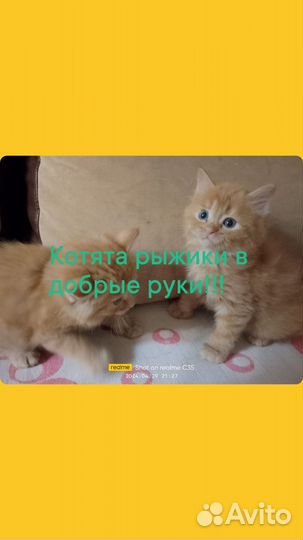 Котята в добрые руки приучены к лотку