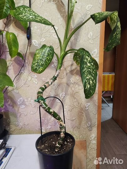 Деффенбахия