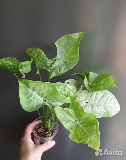 Сингониум конфети милк