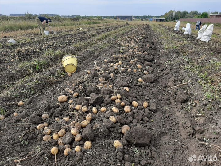 Картофель крупный семенной и мелкий