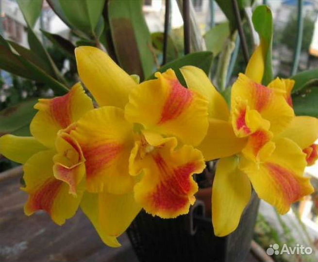 Potinara burana beauty