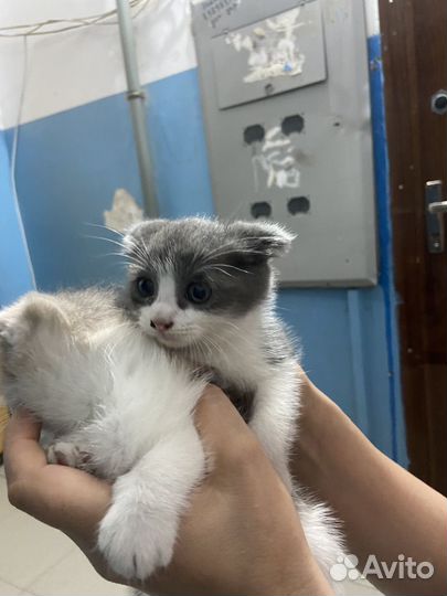 Котятки в добрые руки