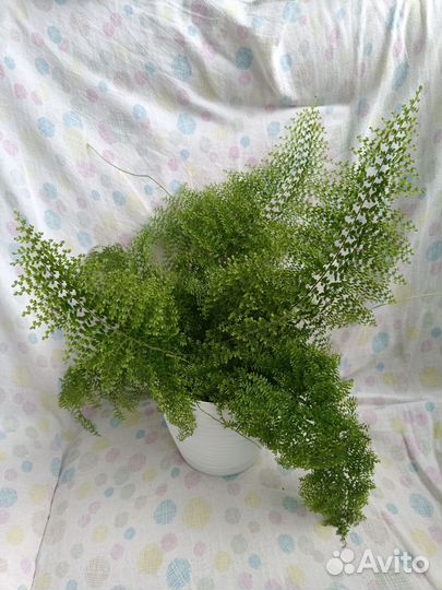 Папоротники нефролеписы сортовые 2 часть