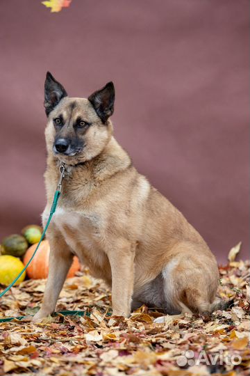 Собака Рози