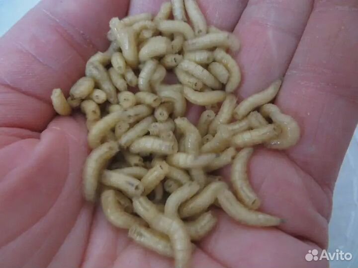 Опарыш наживка круглосуточно