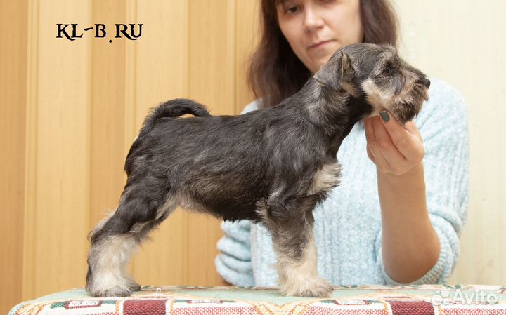 Щенки цвергшнауцера