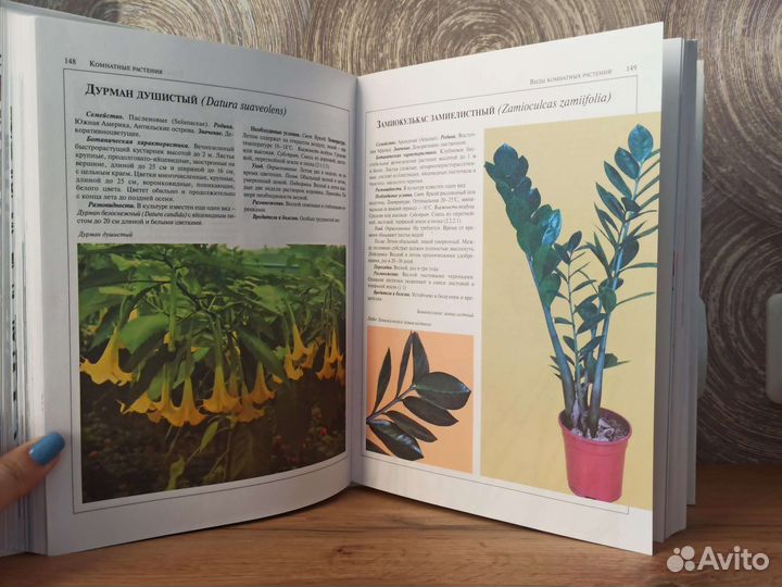 Энциклопедия комнатные растения, 2004, 368 стр