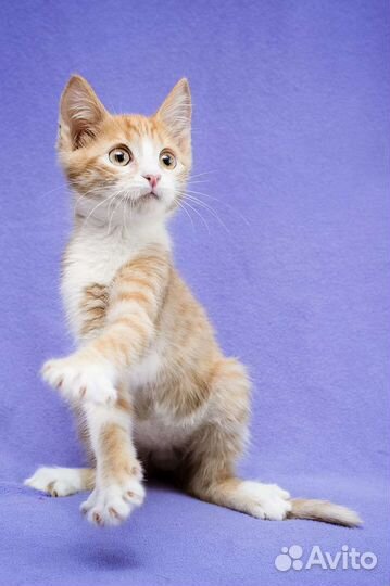 Котята в добрые руки бесплатно