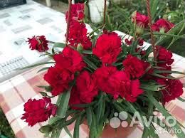 Гвоздика вегетативная ампельная