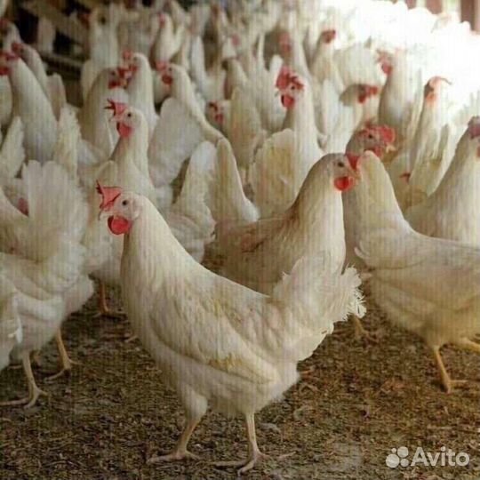 Куры молодки несушки