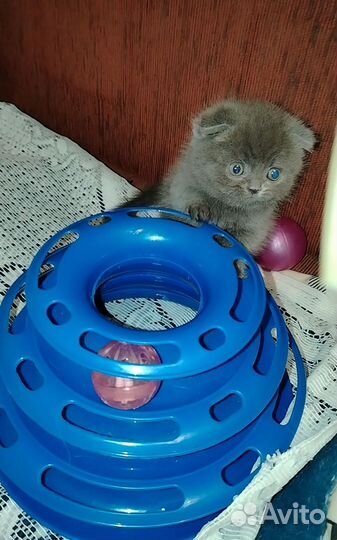 Шотландская Девочка (Фолд)