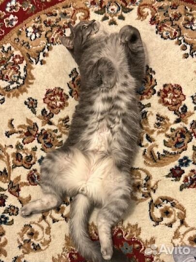 Котика в добрые руки