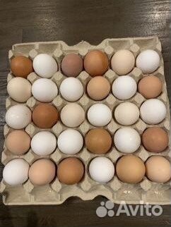 Яйцо домашнее