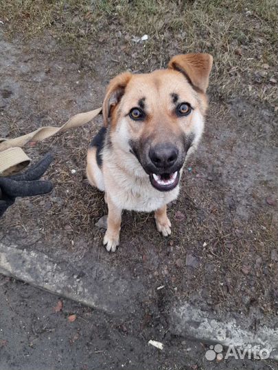 Отдам собаку. Девочка до года