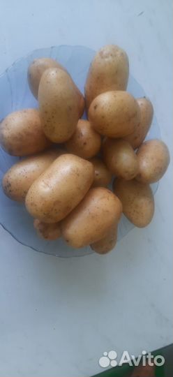 Картофель 