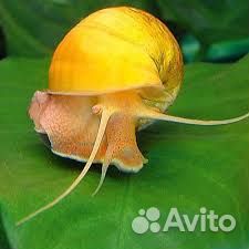 Улитки аквариумные ампулярии