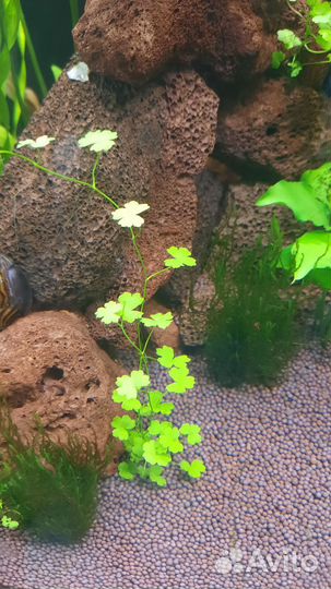 Аквариумные рыбки и растения