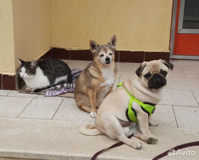 Мопс вязка мальчик