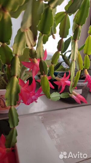 Цветок декабрист