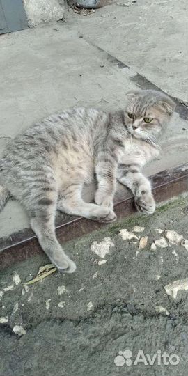 Кошка в дар бесплатно