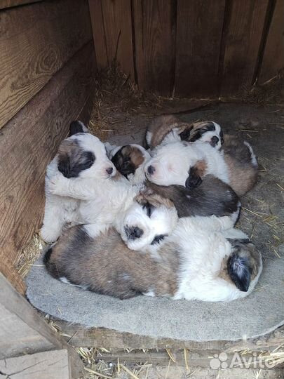 Щенки московская сторожевая Карымское