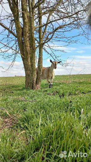 Козы под покрытие ламанча и чп альпийка молочная