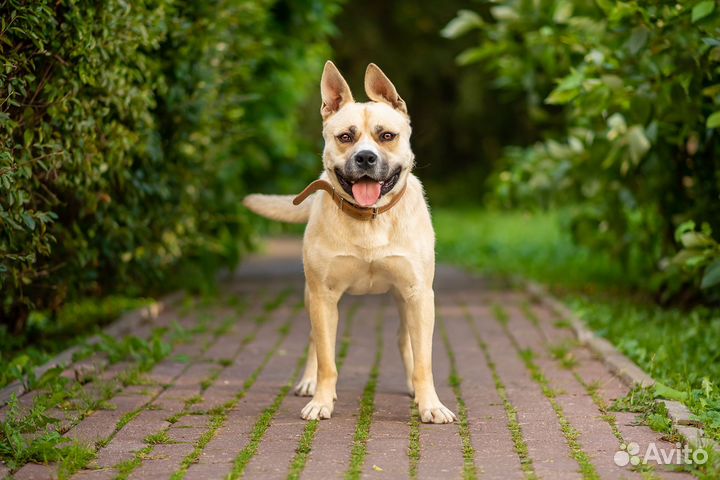 Собака ищет дом