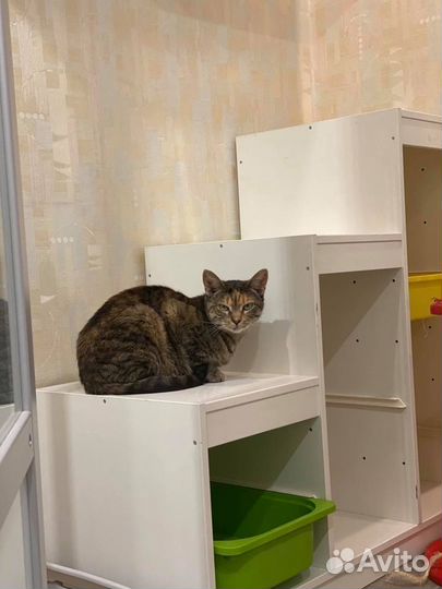 Отдаю в дар кошку Мусю-Марусю