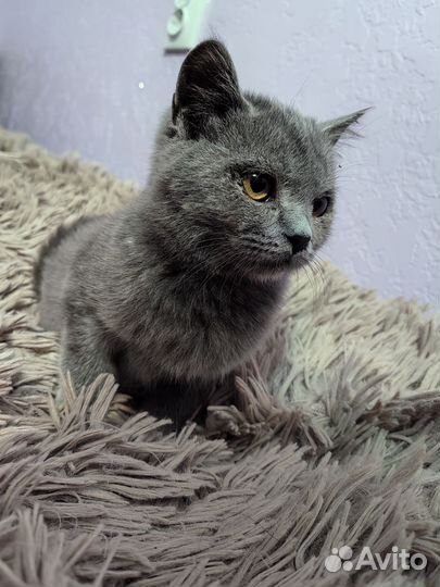 Отдам котенка (девочка)