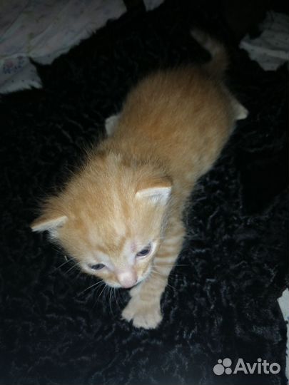 Котята мальчики
