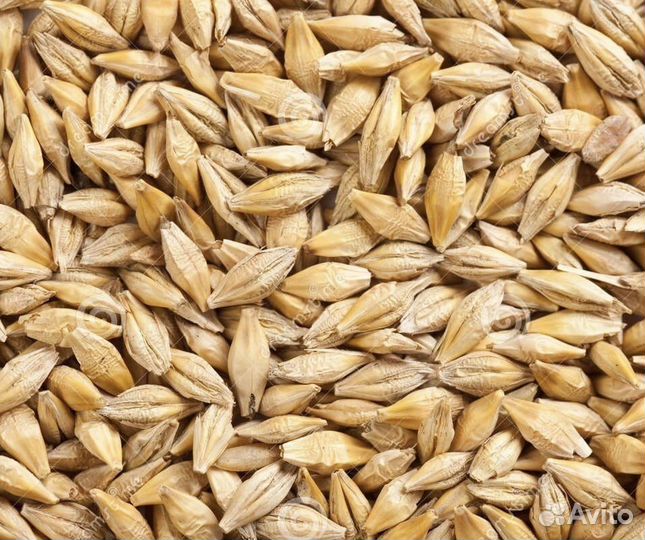 Зерно пшеница ячмень овес