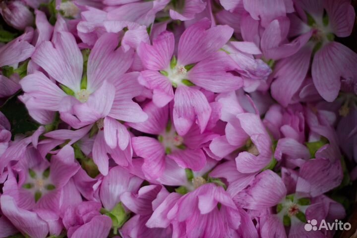 Мальва (травяной чай)