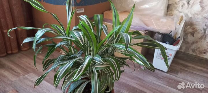 Домашний цветок в горшке