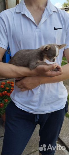 Чихуахуа мальчик