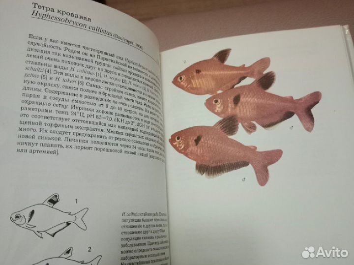 Аквариумные тропические рыбы