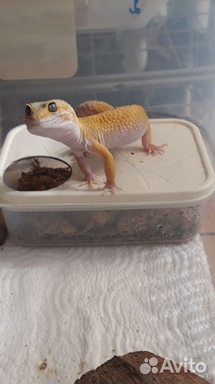 Эублефар самки