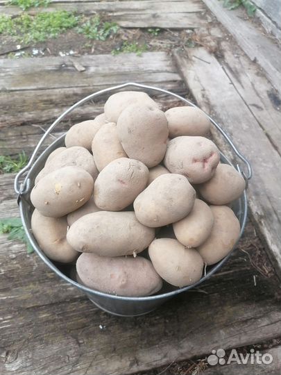 Продам картофель с доставкой до подъезда