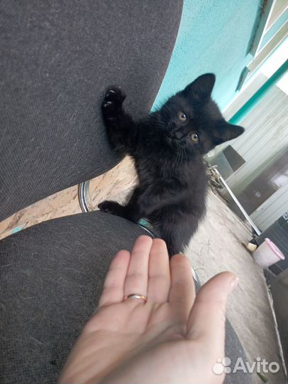 Котят отдам в добрые руки