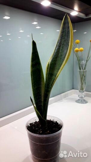 Сансевиерия trifasciata Futura Superba