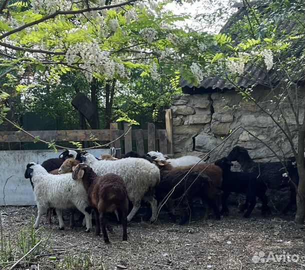 Овцы бараны