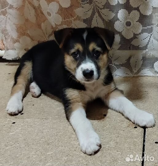 Щенок ищет дом