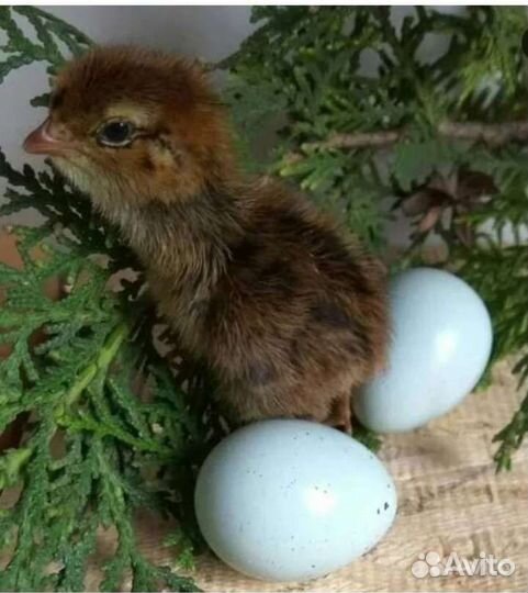 Перепел Селадон