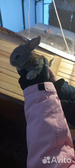 Кролики мясных пород