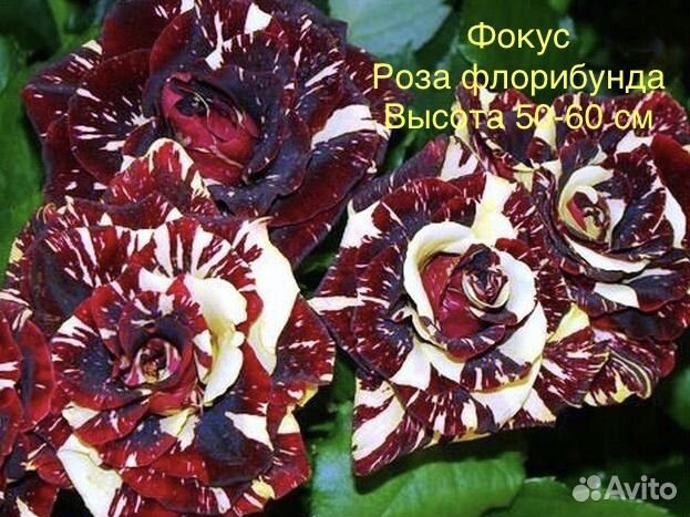 Розы (саженцы) в ассортименте