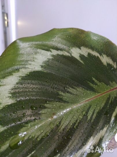 Калатея медальон