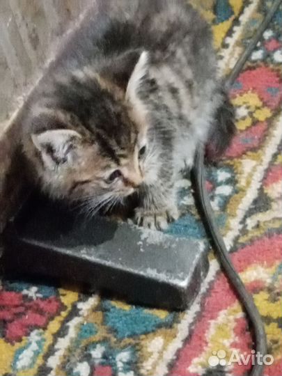 Котик в добрые руки