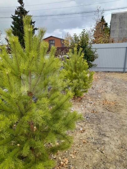 Дача 29,9 м² на участке 5,6 сот.