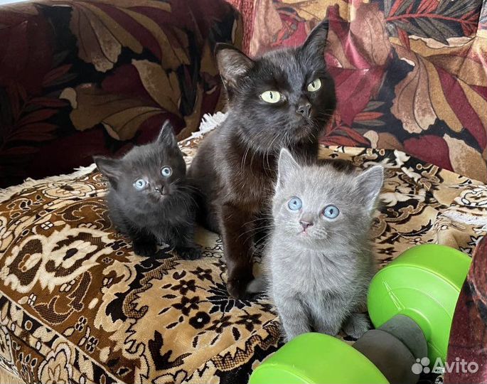 Котята в добрые руки
